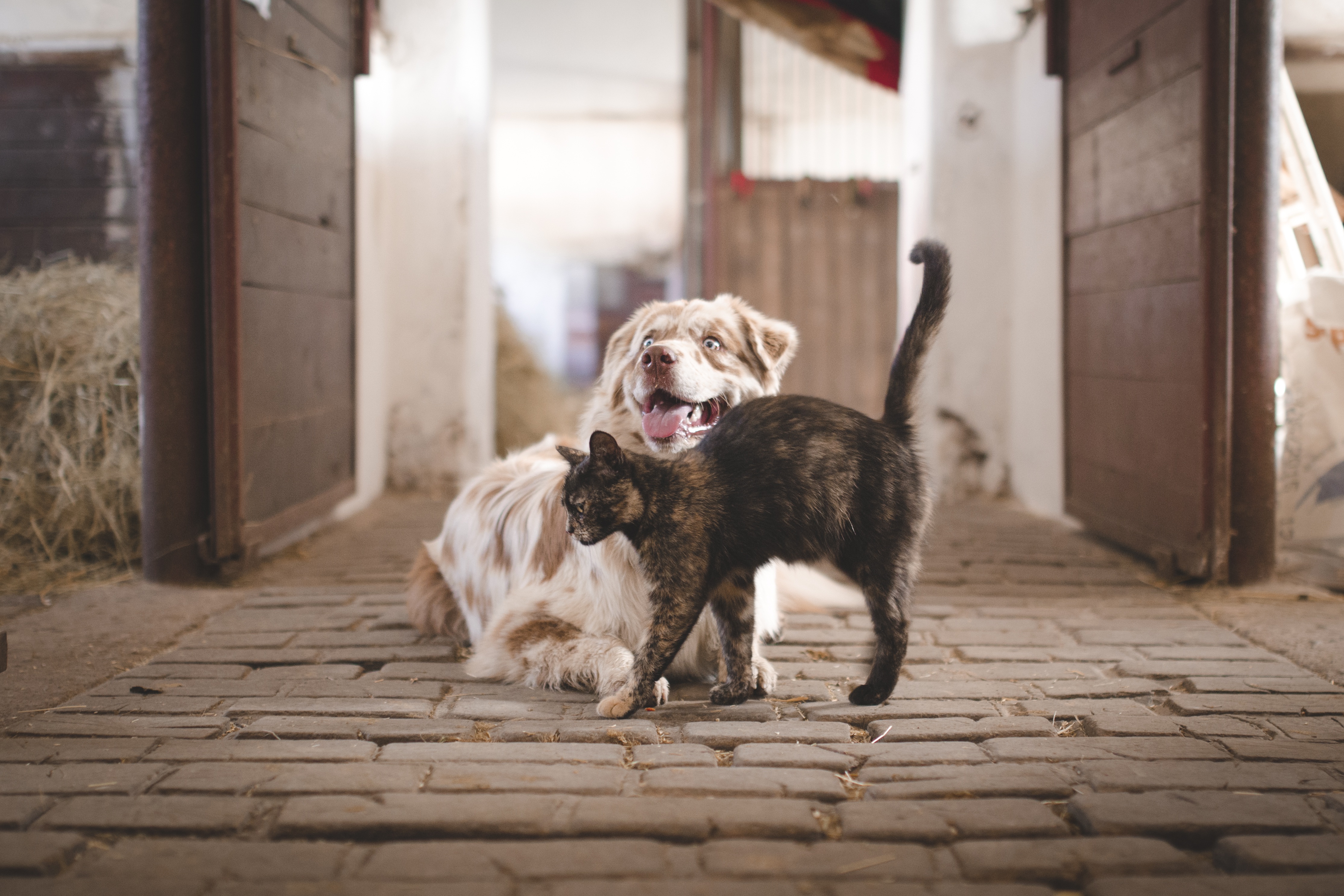 Pets Background